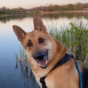 Meet your Posher, Gavin